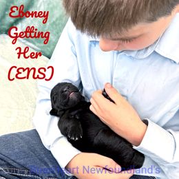 Ebony - Black female Newfoundland puppy in Cortez, Colorado from Bear Heart Newfoundlands, LLC