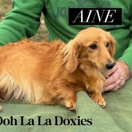 Aine - Dachshund