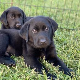 Labrador Retriever Puppies from Fatcity Labradors