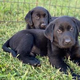 Labrador Retriever Puppies from Fatcity Labradors