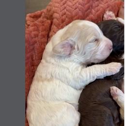 Girl 1 - female Australian Labradoodle puppy in Waco, Texas from RainPuddle's Labradoodles