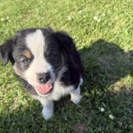 Georgia - Black tri female Miniature Australian Shepherd puppy in Highlands, Texas from TK Kennels