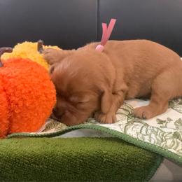 Daisy - Ruby female Cavalier King Charles Spaniel puppy in Cerro Gordo, North Carolina from Cloverleaf K9 Connections