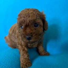 Cindy - Red  female Poodle puppy in Blanchard, Oklahoma from Teresa’s Fur Babies