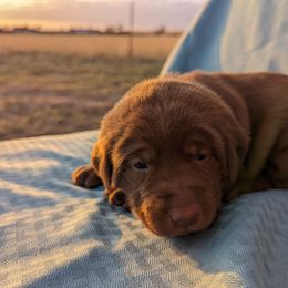 Dilute Retriever and Labrador Retriever Puppies from LC Hunting Labs, LLC.