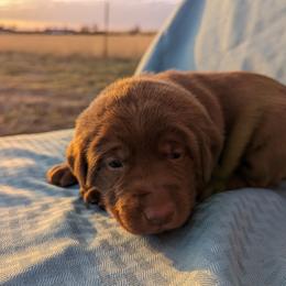 Dilute Retriever and Labrador Retriever Puppies from LC Hunting Labs, LLC.