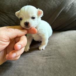 Puppy 3 - Cream and white male Chihuahua puppy in Springfield, Missouri from Casadelopez Tails