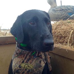 Bama - Labrador Retriever