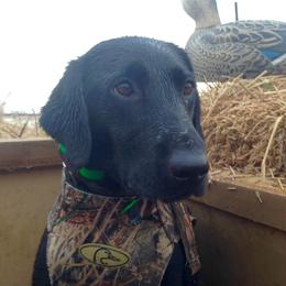 Bama - Labrador Retriever
