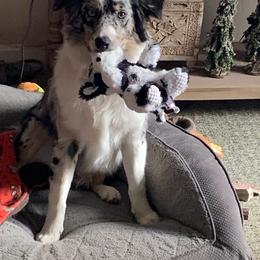 Australian Shepherd Puppies from Ohio Valley Australian Shepherds