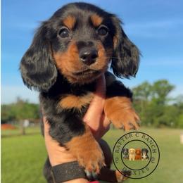 CBM4 - Black and tan male Dachshund puppy in Carthage, Texas from Rafter C Ranch Doxies