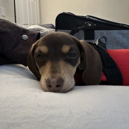 Dachshund Puppies from A&M's Dachshunds