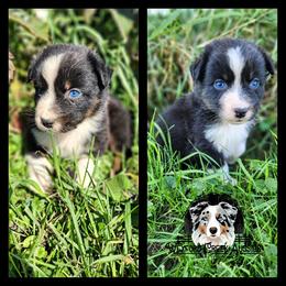 Boy 6 - Black tri-color male Australian Shepherd puppy in Harpers Ferry, Iowa from Wexford Creek Aussies, LLC