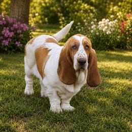 Poppy - Basset Hound