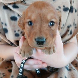 Black - Dark golden male Golden Retriever puppy in Lanesboro, Minnesota from Eagle Ridge Golden Retrievers