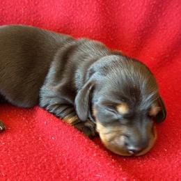 Dachshunds from Open Hourglass LLC