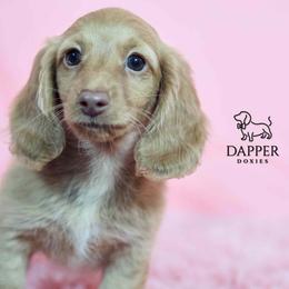 Dapper's Calculated Impact - Havoc - Cream female Dachshund puppy in Zephyrhills, Florida from Dapper Doxies