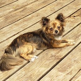 Bullwinkle - Chihuahua