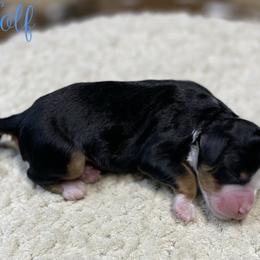 Wolf - Tri-color male Bernedoodle puppy in Henry, Illinois from Rowe Farms Doodles
