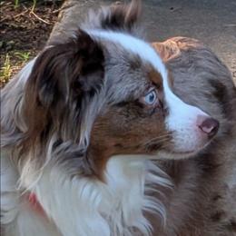 Zoe - Toy Australian Shepherd