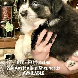 Fettuccine - Australian Shepherd puppy from XA AUSTRALIAN SHEPHERDS