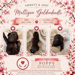 10. POPPY - RED COLLAR GIRL - Chocolate female Goldendoodle puppy in Charlo, Montana from Heavenly Hilltop Farm