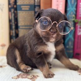 Surge - Red tri male Toy Australian Shepherd puppy in Melbourne, Florida from True Spirited Aussies