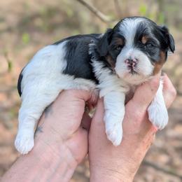 Symphony - Black and white male Shihpoo puppy in Coshocton, Ohio from Forever Family Puppies