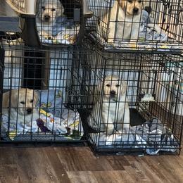 Labrador Retriever Puppies from SR Labrador Retrievers