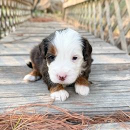 Witt - Merle male Bernedoodle puppy in Wamego, Kansas from Doodles of Oz