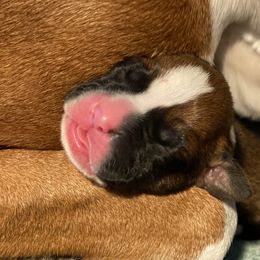 Boxer Puppies from Schaible's Boxer Huddle