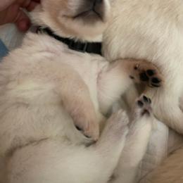 Girl 2 - White female German Shepherd puppy in Santa Rosa Valley, California from Diamond White German Shepherds