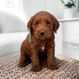 Lily - Red  female Goldendoodle puppy in Madisonville, Kentucky from Carlie and Co. Goldendoodles