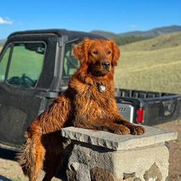 Tucker - Golden Retriever