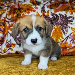 REBA - Sable female Pembroke Welsh Corgi puppy in Ritzville, Washington from Sapphire Iris Corgis