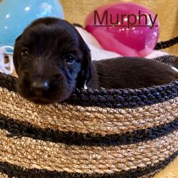 Murphy - Black male Dachshund puppy in Huntington, Arkansas from Rockstar.Weiners