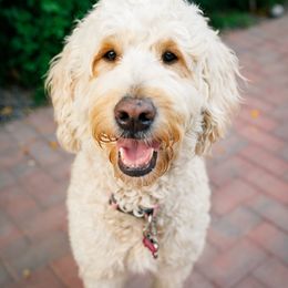 Goldendoodle All Grown Up from Evergreen Doodles