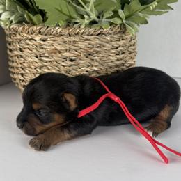 Red girl - Black and tan female Yorkshire Terrier puppy in Gainesville, Georgia from Country Dog Kennels.