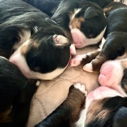 Bernese Mountain Dog Puppies from Red Bridge Berners