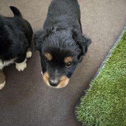 Jack Daniel - Black tri male Miniature Australian Shepherd puppy in Gunnison, Colorado from McMillan Aussies
