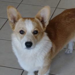 Kimmy - Pembroke Welsh Corgi