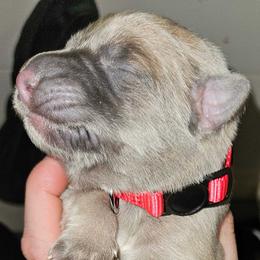 Red - Gray male German Shepherd puppy in Lebanon, Pennsylvania from East Coast k9's