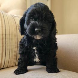 Benji - Black male Cockapoo puppy in Mayville, Michigan from Kathy Maize