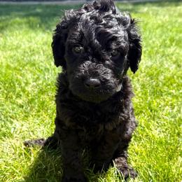 Darius - Phantom male Goldendoodle puppy in Spokane, Washington from Goldendoodles on the Prairie