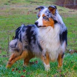 Cutter - Australian Shepherd