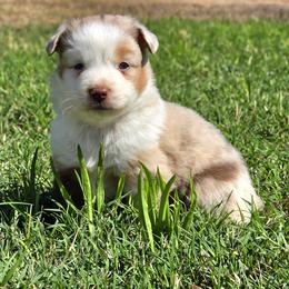 Australian Shepherd, Companion Cross, Miniature American Shepherd, Miniature Australian Shepherd, and Toy Australian Shepherd Puppies from Aloe Aussies