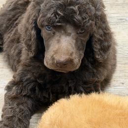 Mimosa - Brown female Poodle puppy in Troy, Alabama from Redmond Rose Kennel