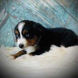 Sugar - female Miniature Australian Shepherd puppy in Opelika, Alabama from Haden’s Mini Aussies