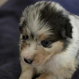 Australian Shepherds from H-F Farms