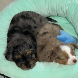 Ivy Lambsie - Blue merle female Aussiedoodle puppy in Charlestown, Indiana from Forever Aussies and A Doodle